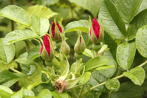 Rugosa Rose flower buds