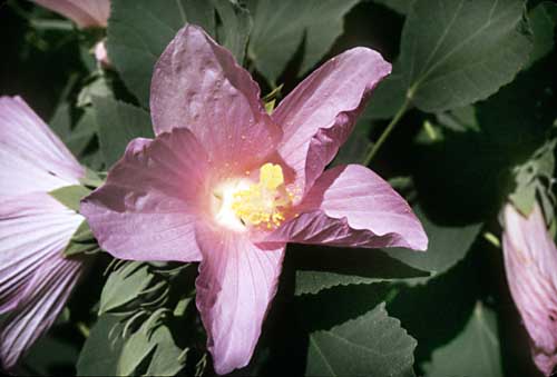 Rose / Swamp Mallow Hibiscus moscheutos