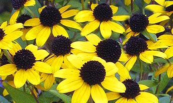 Brown Eyed Susan flowers