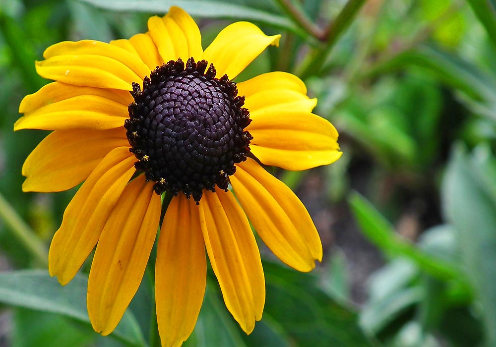 Brown Eyed Susan Rudbeckia triloba