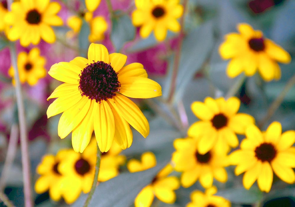 Brown eyed susan group