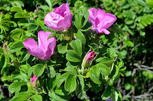 Rugosa Rose shrub