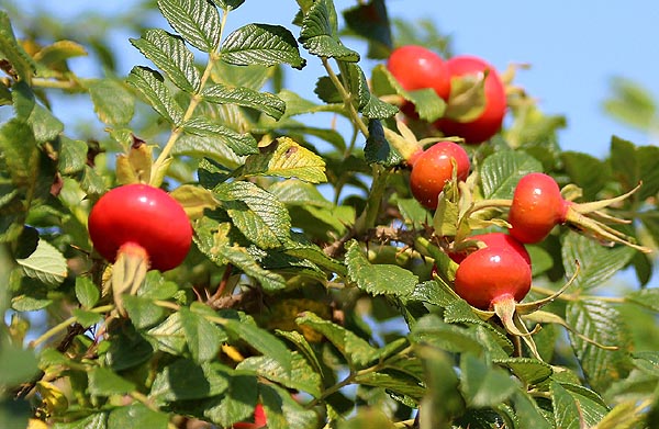 Rugosa Rose hips