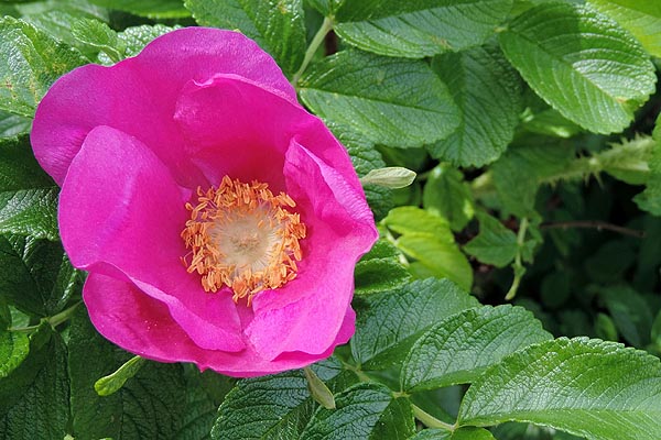 Rugosa Rose single flower