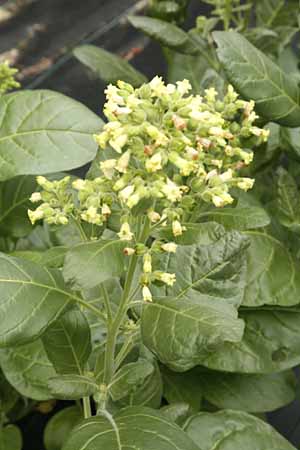 Rustic Tobacco plant