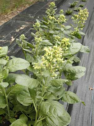 Nicotiana rustica growing in our fields