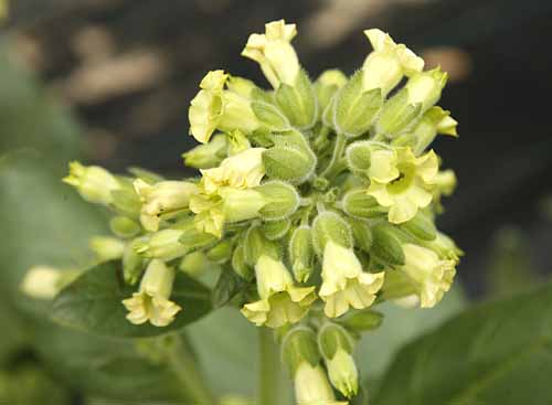 Tobacco, Rustic Nicotiana rustica