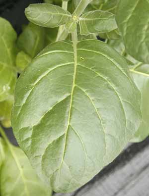 Rustic Tobacco leaf