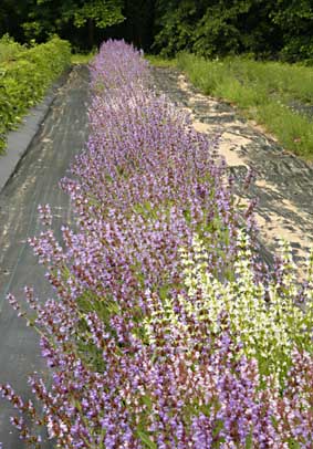 Growing in our Field