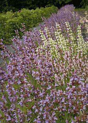 Sage Salvia officinalis