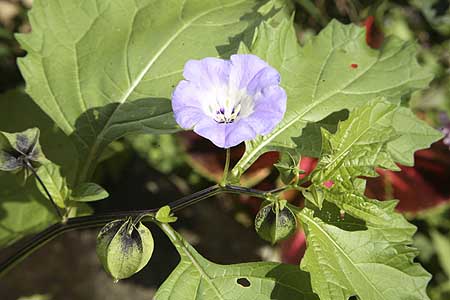 Shoo Fly Nicandra physaloides