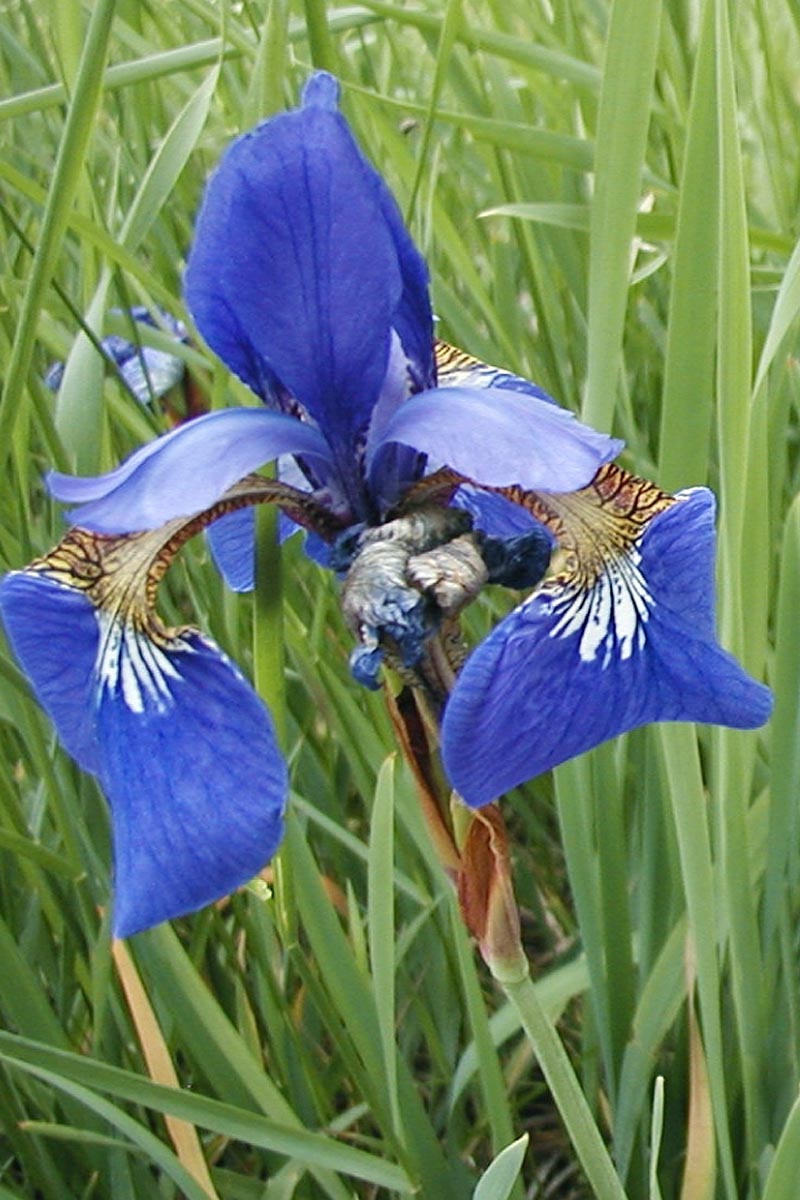 Siberian Iris flower and leaves