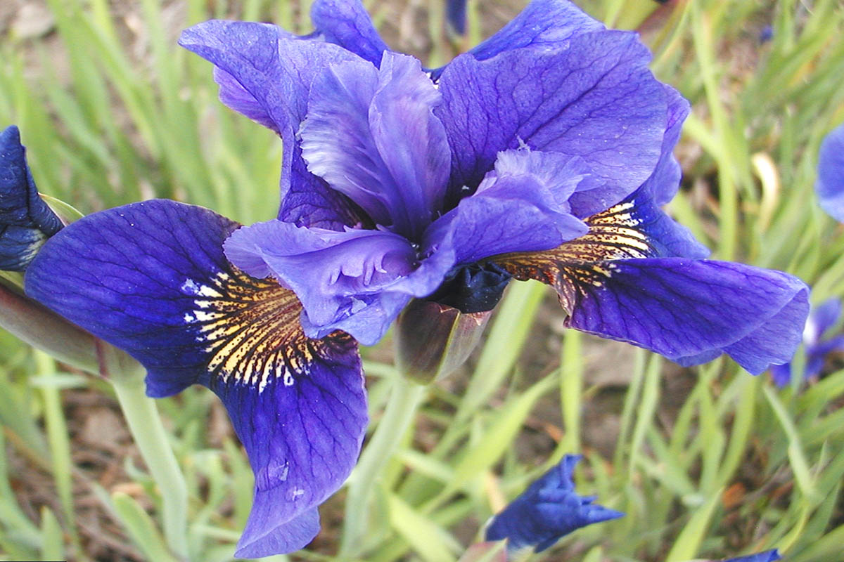 Siberian Iris Iris sibirica