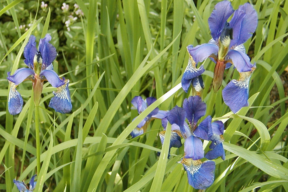 Iris sibirica flowering group