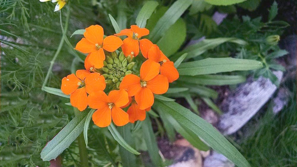 Siberian WallFlower young flowering plan