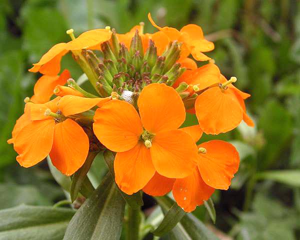 Siberian WallFlower Erysimum allionii