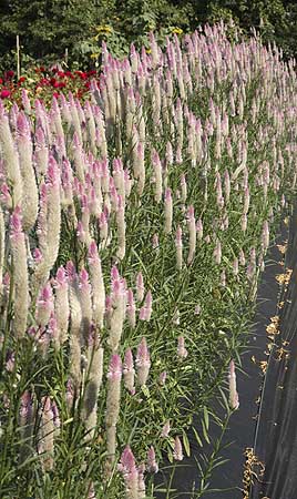Growing in our Field