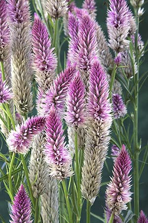 Cockscomb Flamingo Celosia spicata