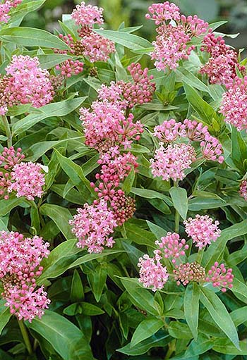 swamp milkweed plant.