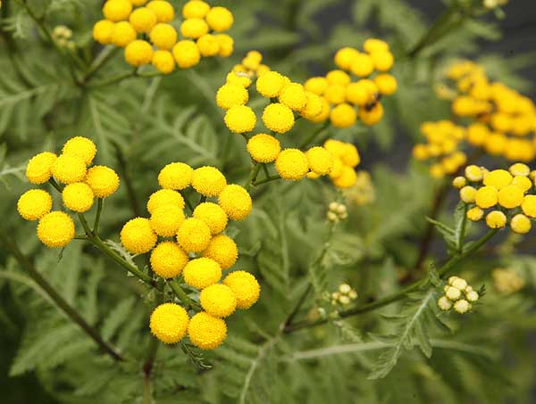 Tansy Tanacetum vulgare
