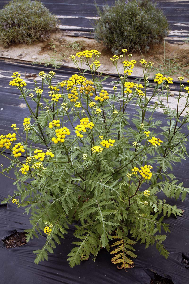 young flowering tansy plant year 1