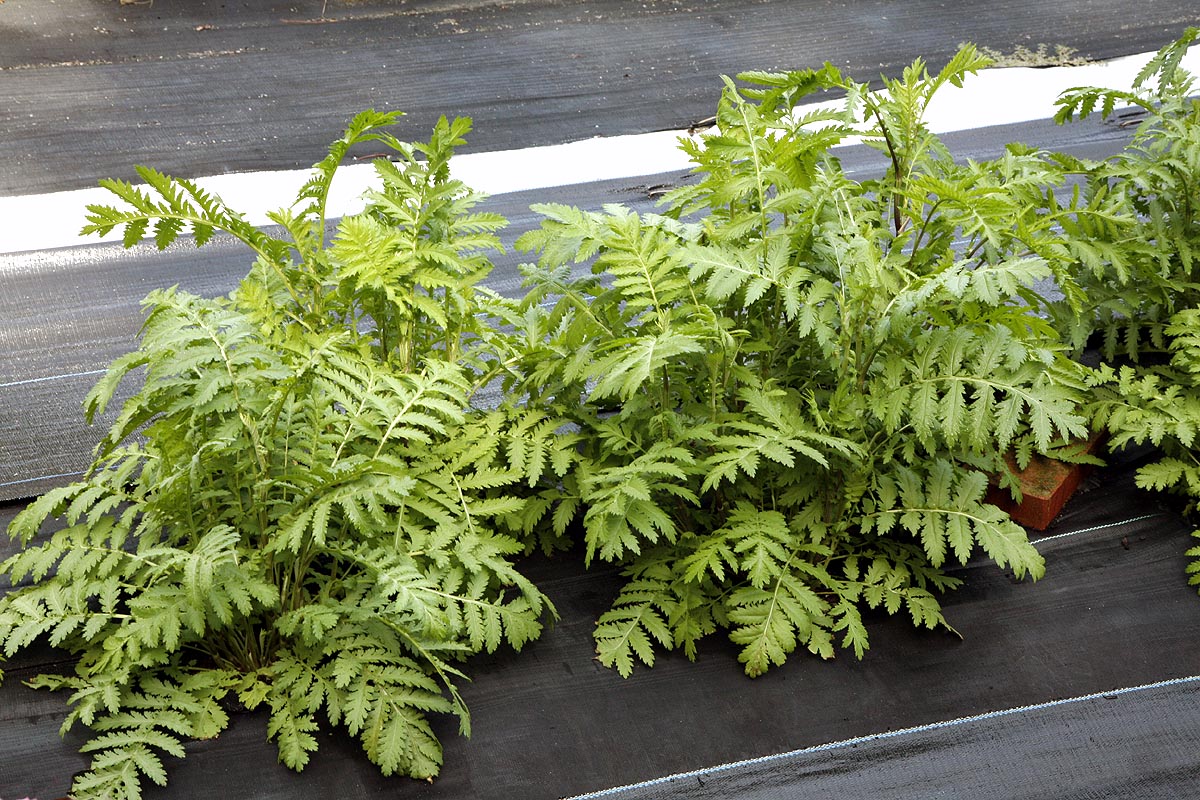 Young Tansy plant leaves.  Early spring
