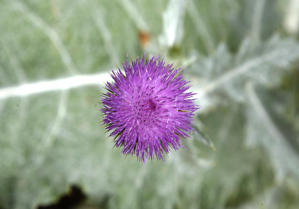 Thistle, Scotch Onopordum acanthium