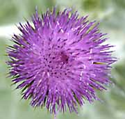 picture of Thistle, Scotch <I>Onopordum acanthium</I>:
