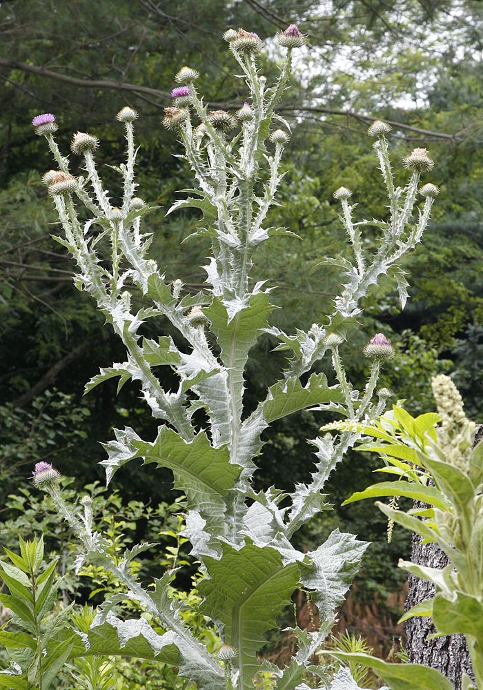 Scotch Thistle in our meadow garden