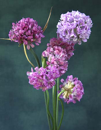 Thrift Armeria maritima