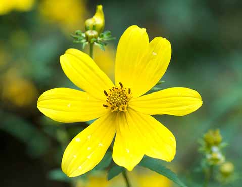 Tickseed Sunflower Flower