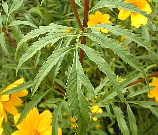 Tickseed Sunflower leaf
