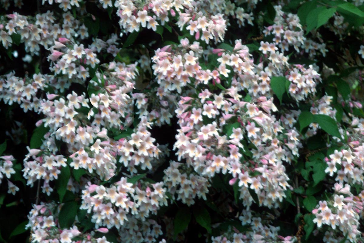 BeautyBush mass blooms