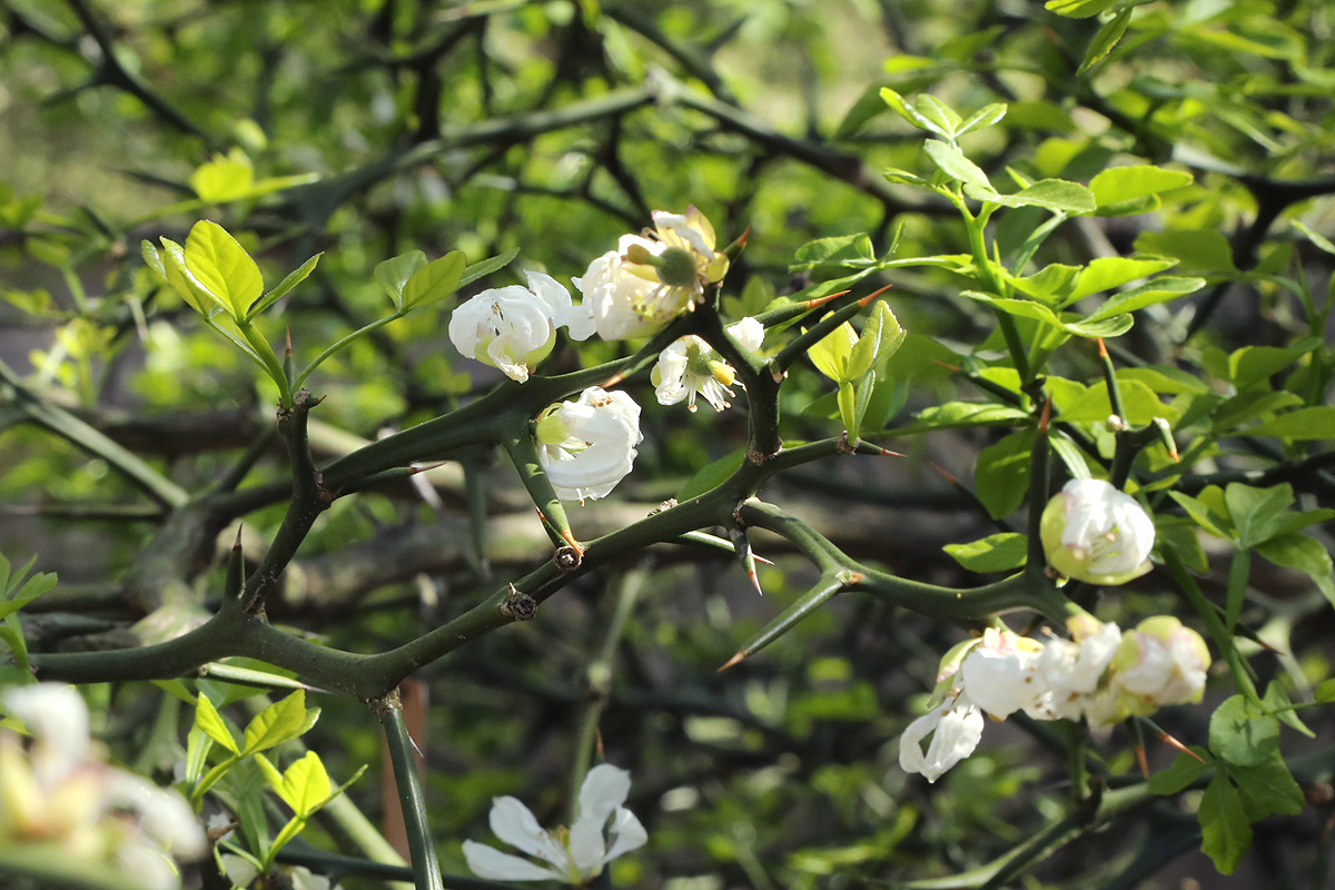 Bitter Orange flowers