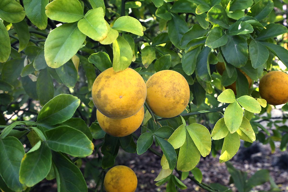 Bitter Orange ripe fruit