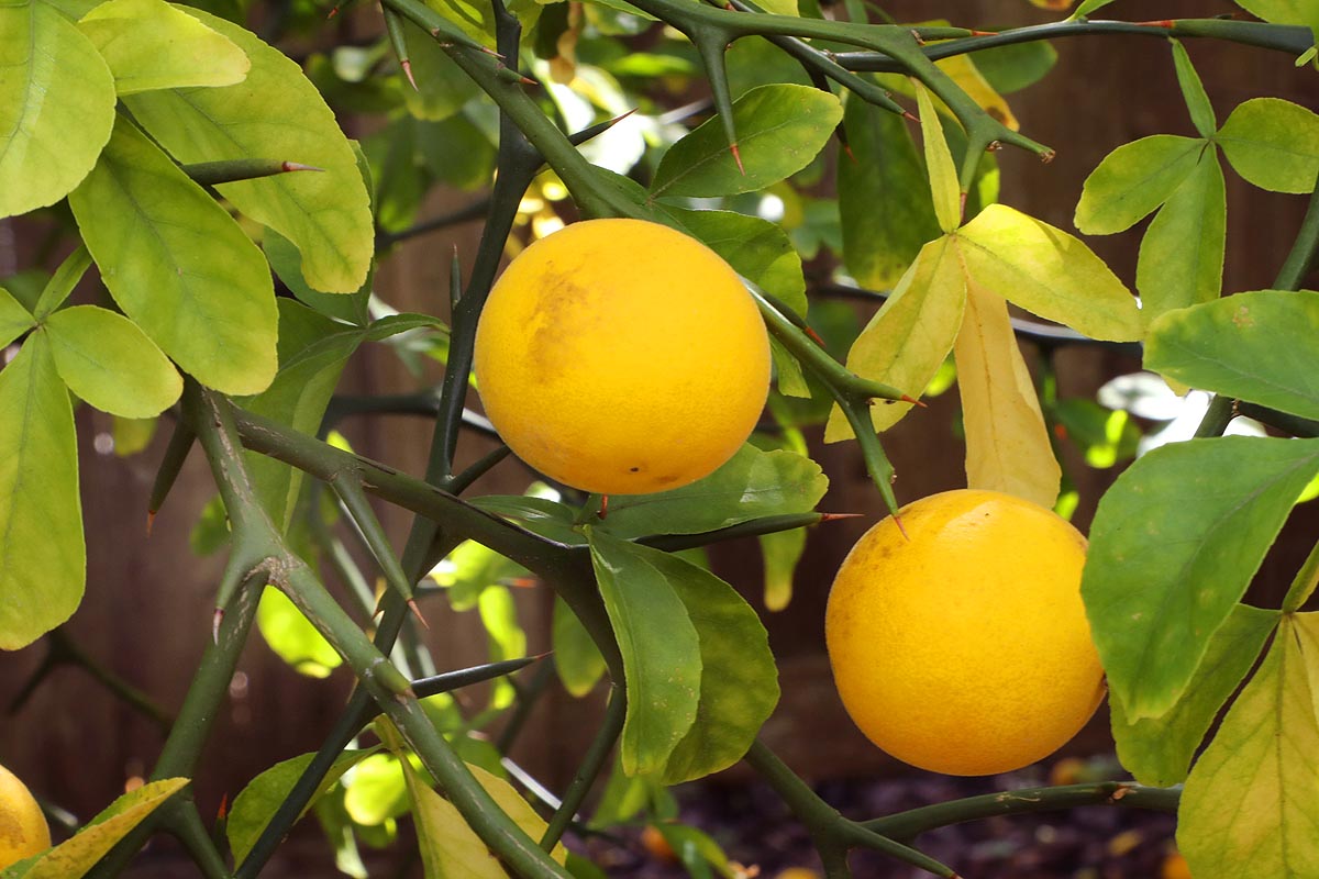 Bitter Orange Poncirus trifoliata