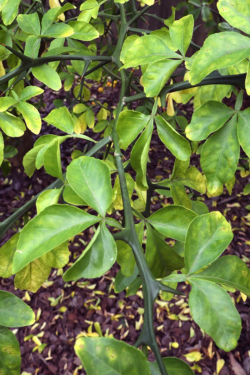 Bitter Orange leaves