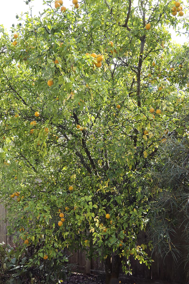 Bitter Orange  tree