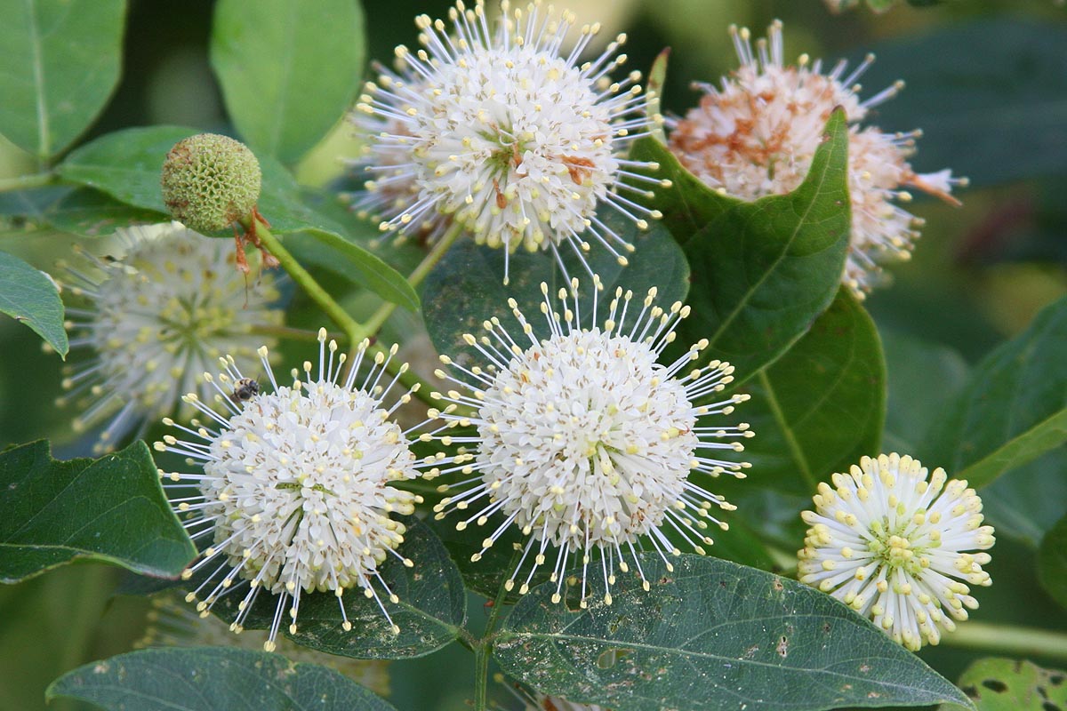 Buttonbush Cephalanthus occidentalis