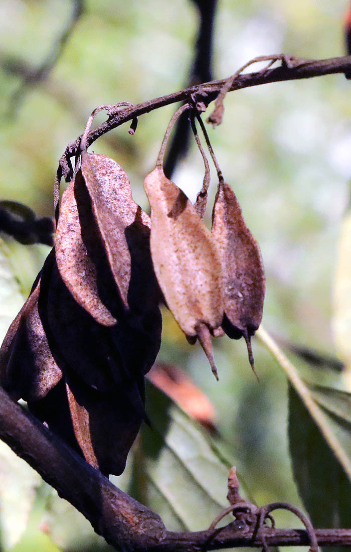 Halesia carolina seed pods