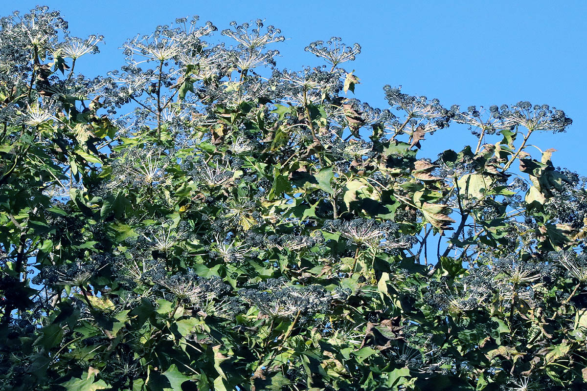 Castor aralia tree top sprays