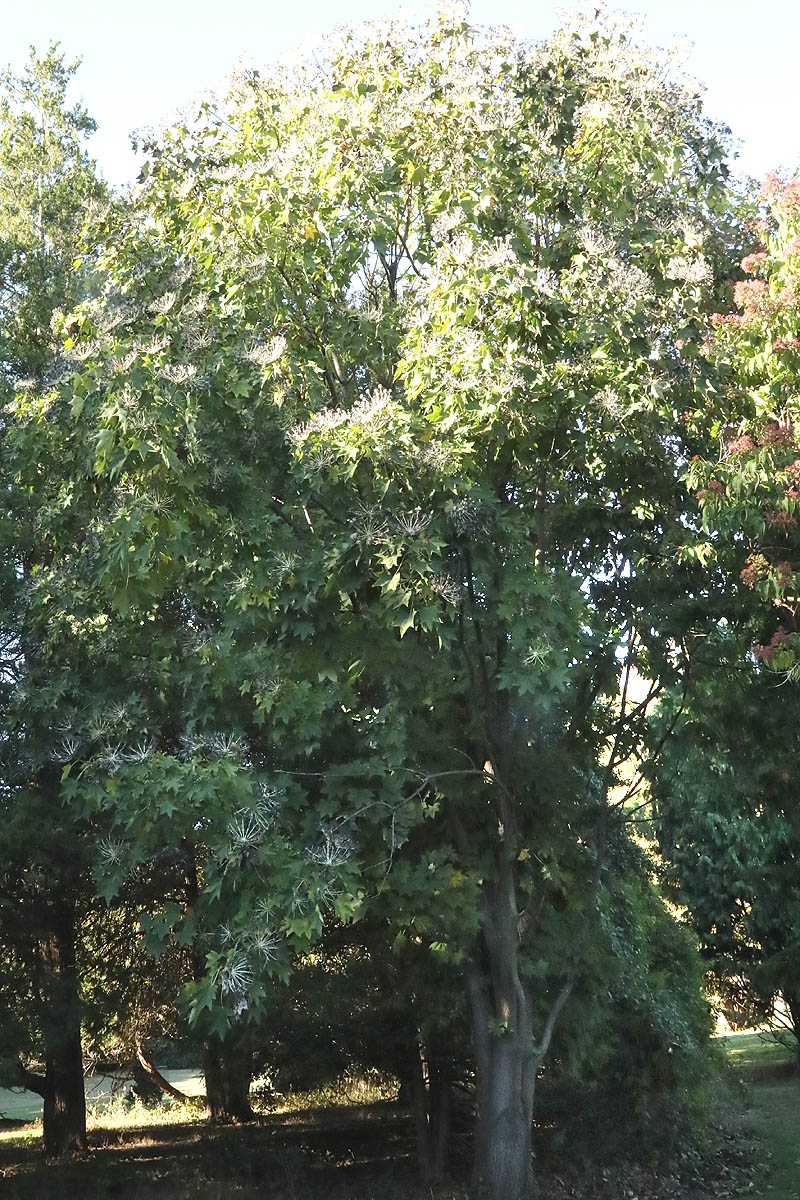 Castor aralia whole tree with berries