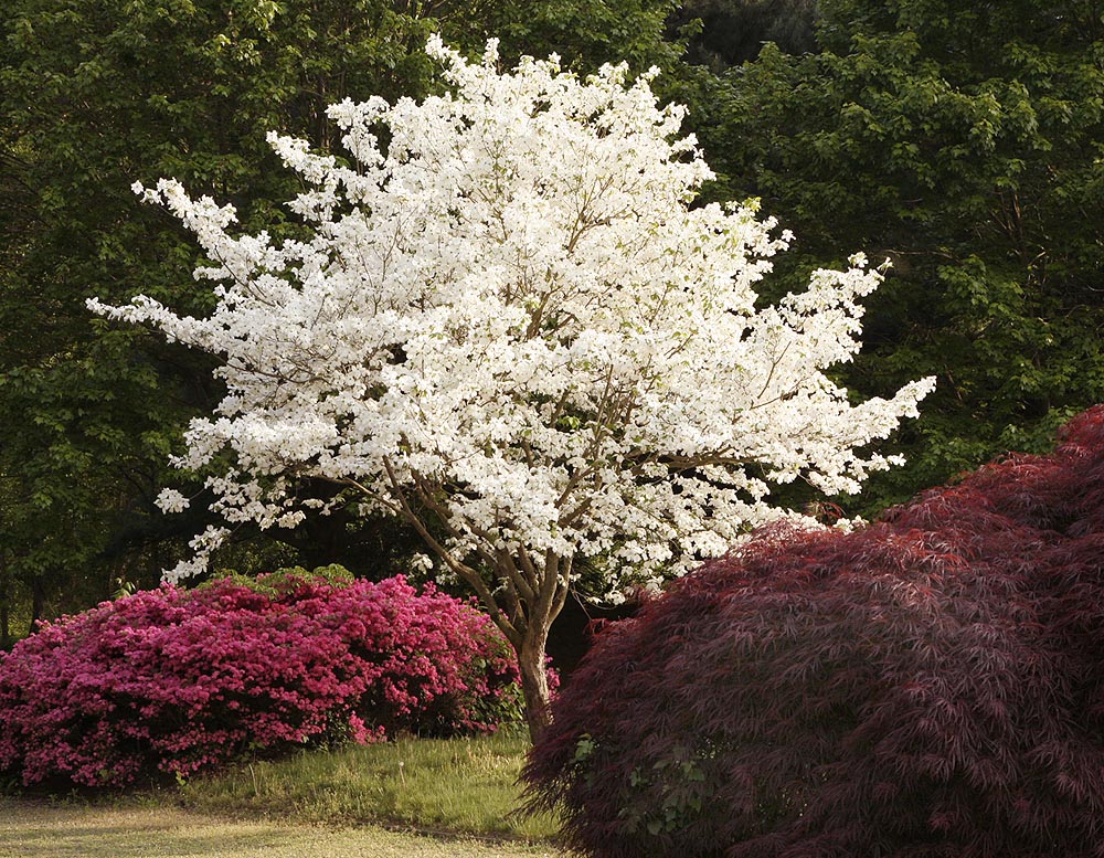 Flowering dogwood Cornus florida