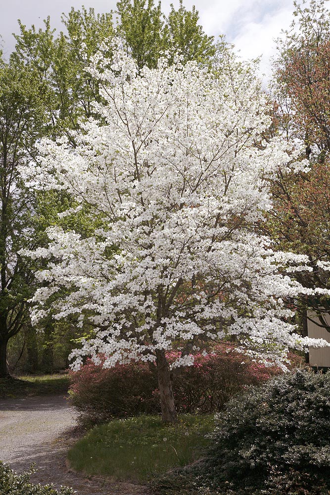 Flowering Dogwood tree 2