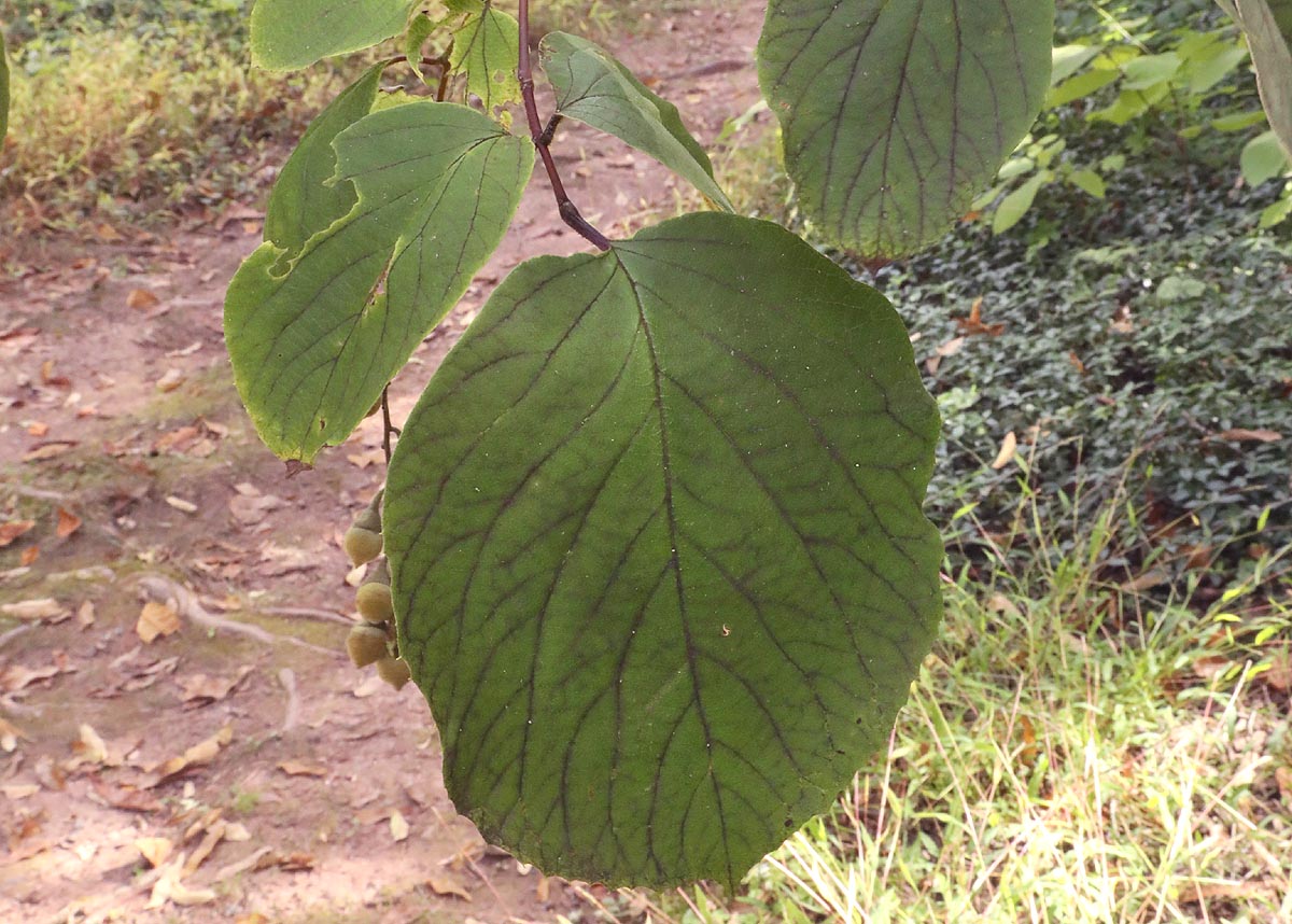 Fragrant Snowbell leaf