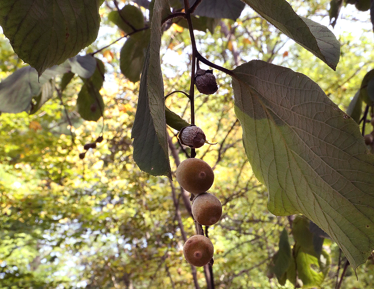 Fragrant Snowbell seed pods