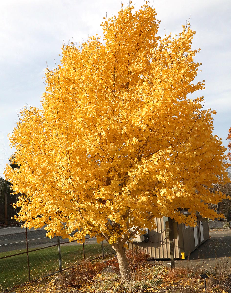 Golden Ginkgo tree fall