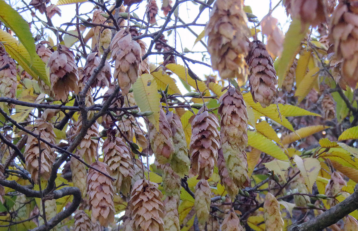 Japanese Hornbeam seed pods group