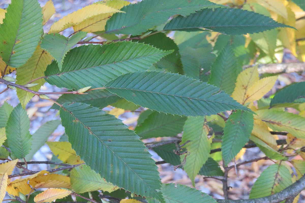 Leaves of Japanese Hornbeam