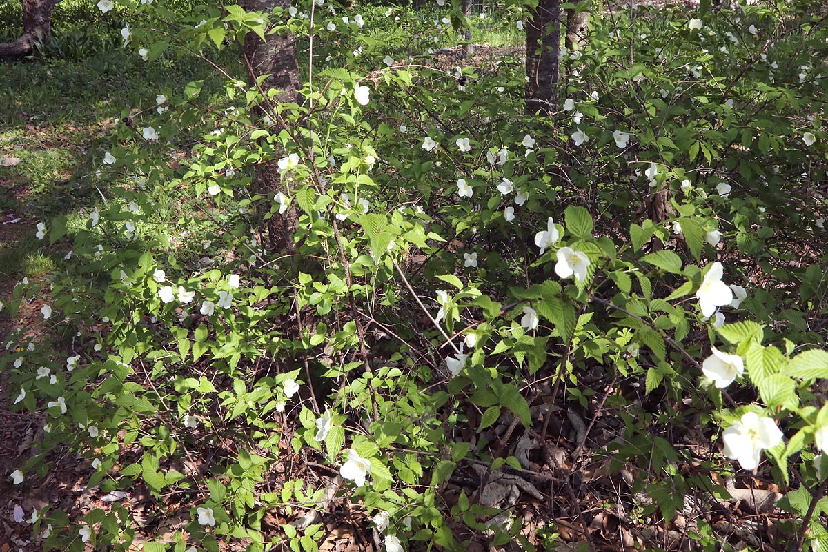 Jetbead flowering shrub whole